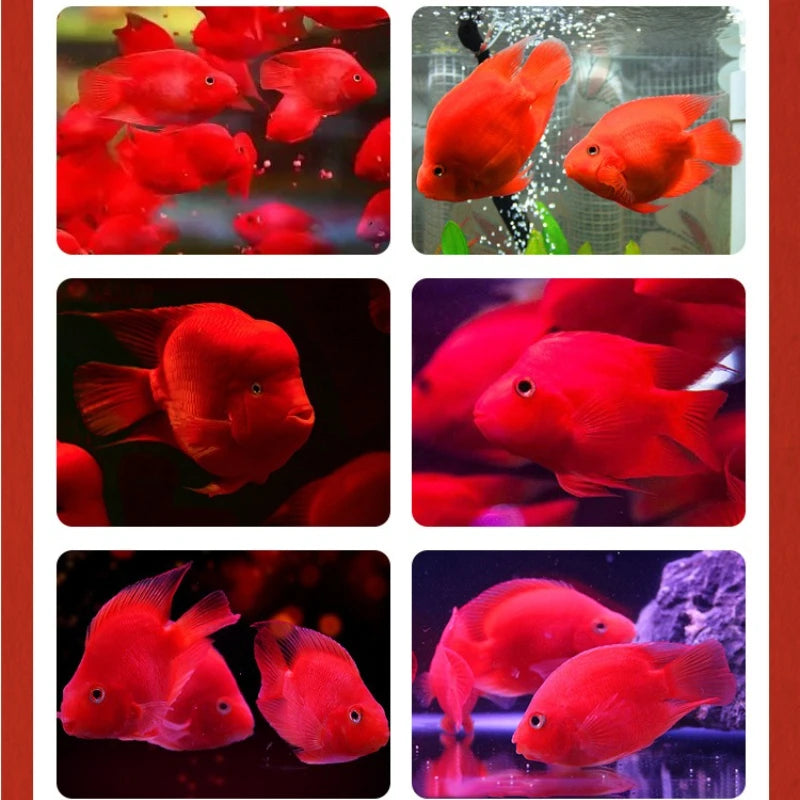 XUEQILIN Fish Special Feed for Lucky Parrot Fish (Red Intensifier Formula)