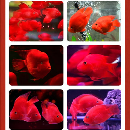 XUEQILIN Fish Special Feed for Lucky Parrot Fish (Red Intensifier Formula)