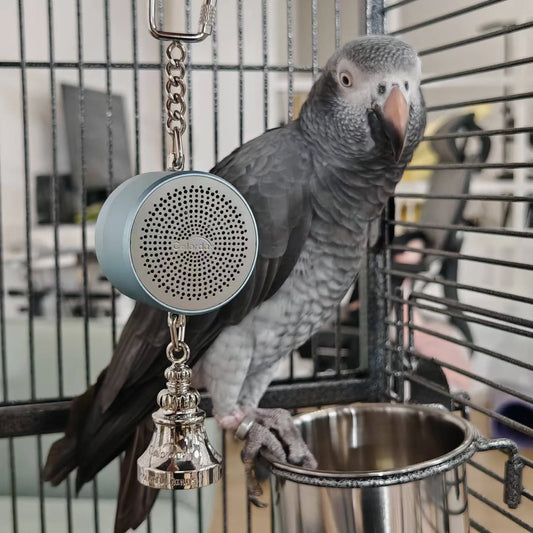 Parrot Talking Coach Interactive Recording Playback