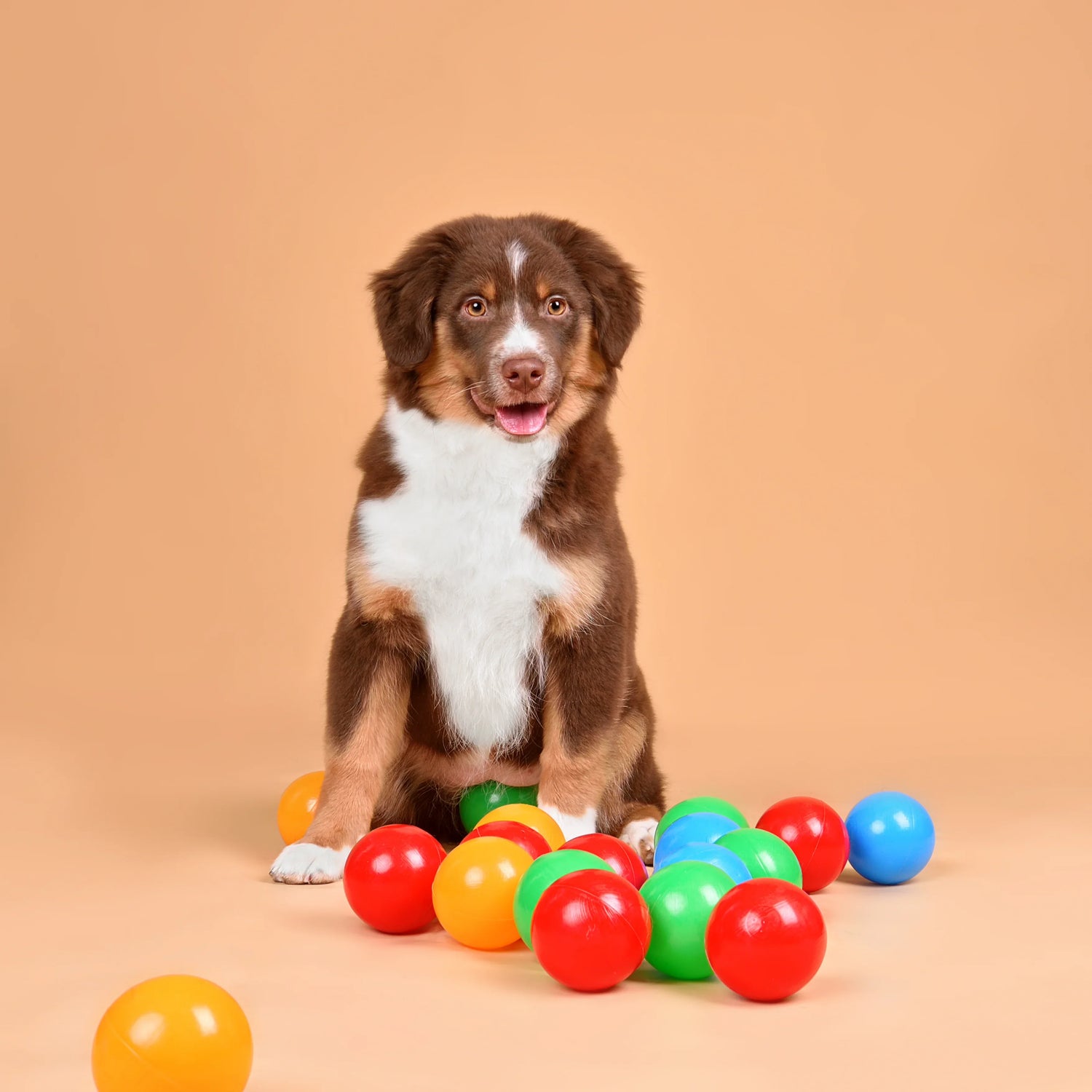 Adorable brown and white puppy sitting with colorful dog toys balls on warm background